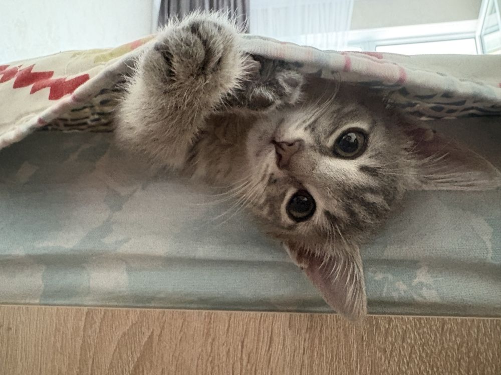Отдадим котенка в ответственные руки