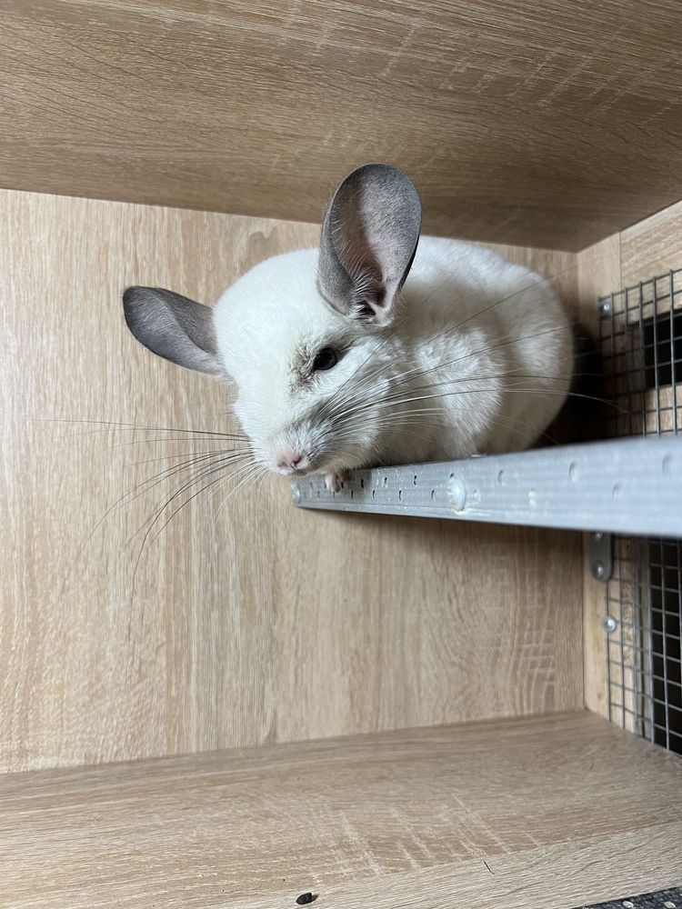 Шиншилла , шиншиллы с клеткой