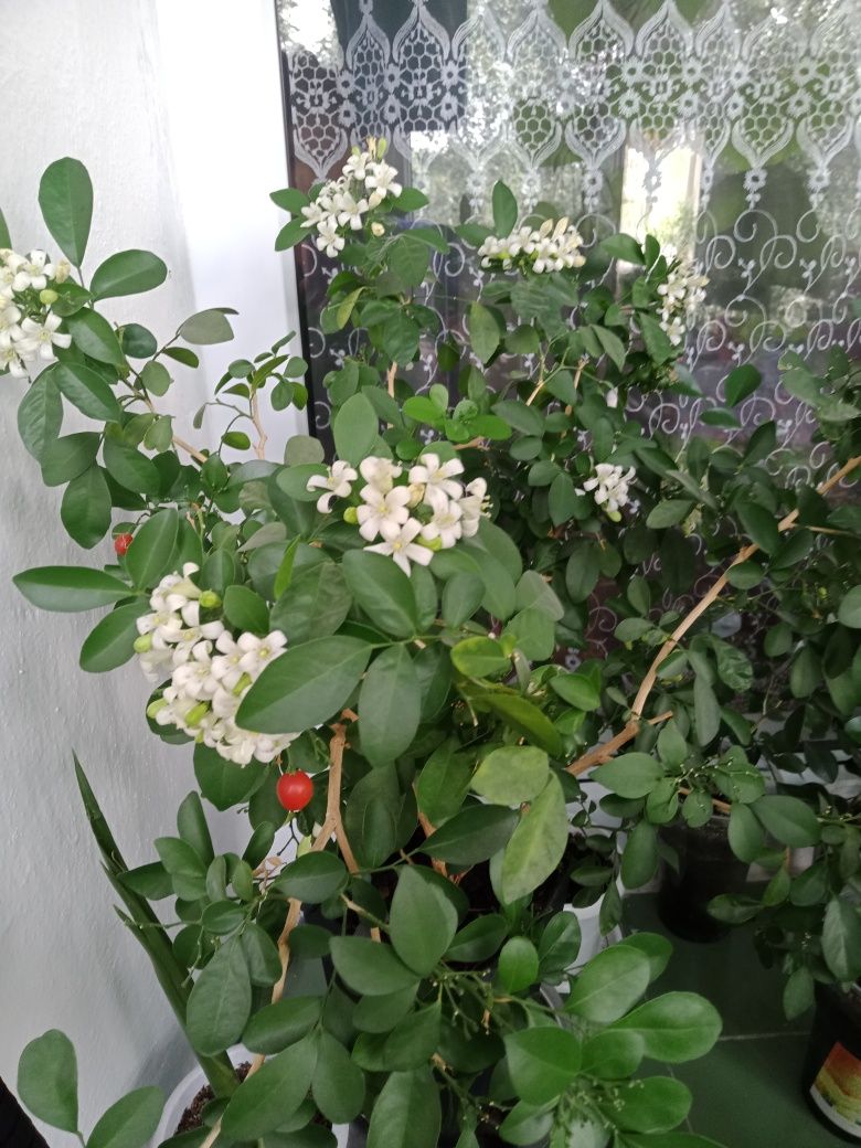 Продам саженцы Мурраи.