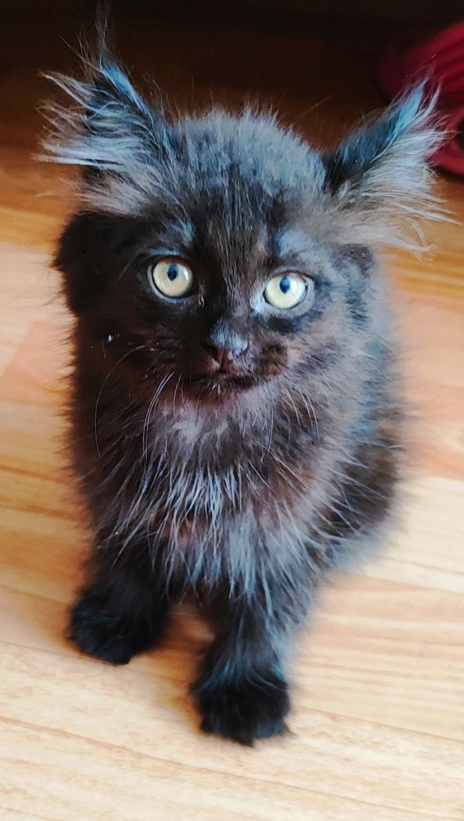 Котёнок ищет любящего хозяина