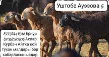 Койлар сатылады! Продаётся бараны!