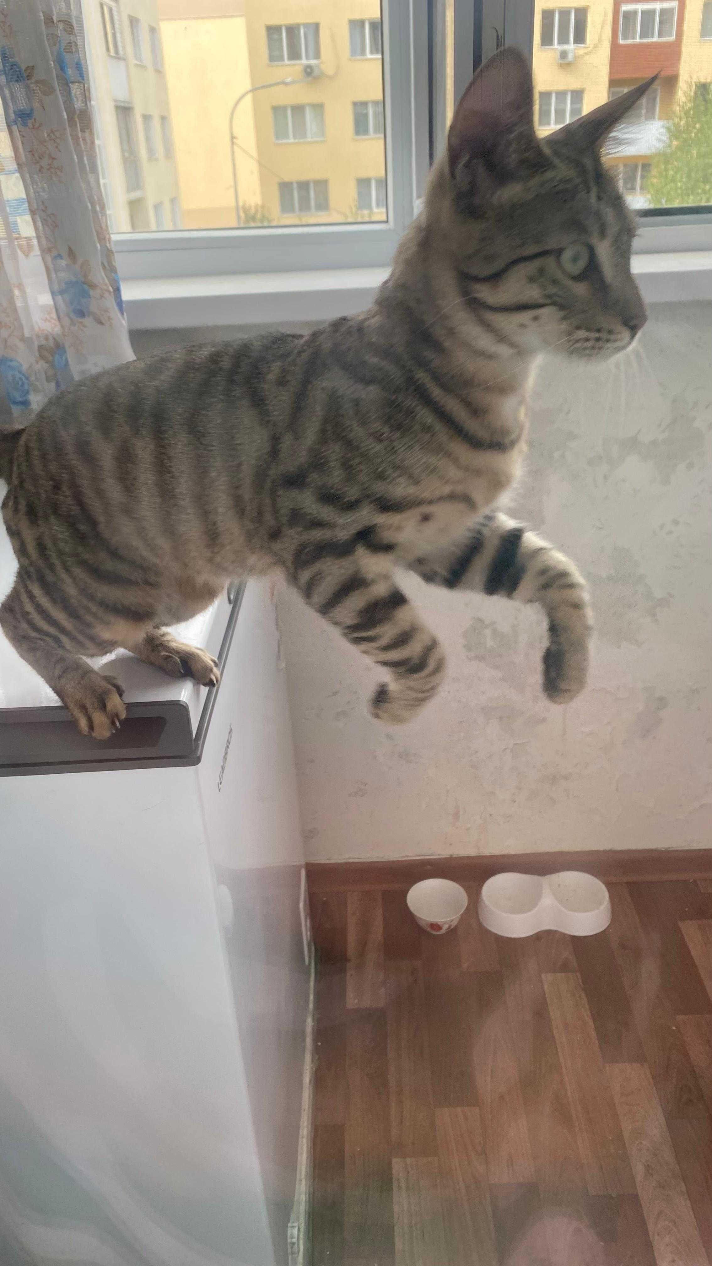 Отдам в хорошие руки!