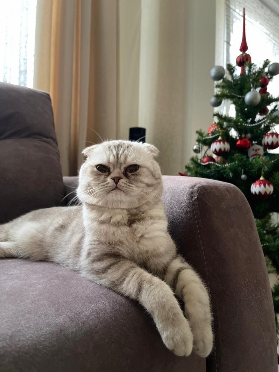 Вязка (шотландский вислоухий котик )