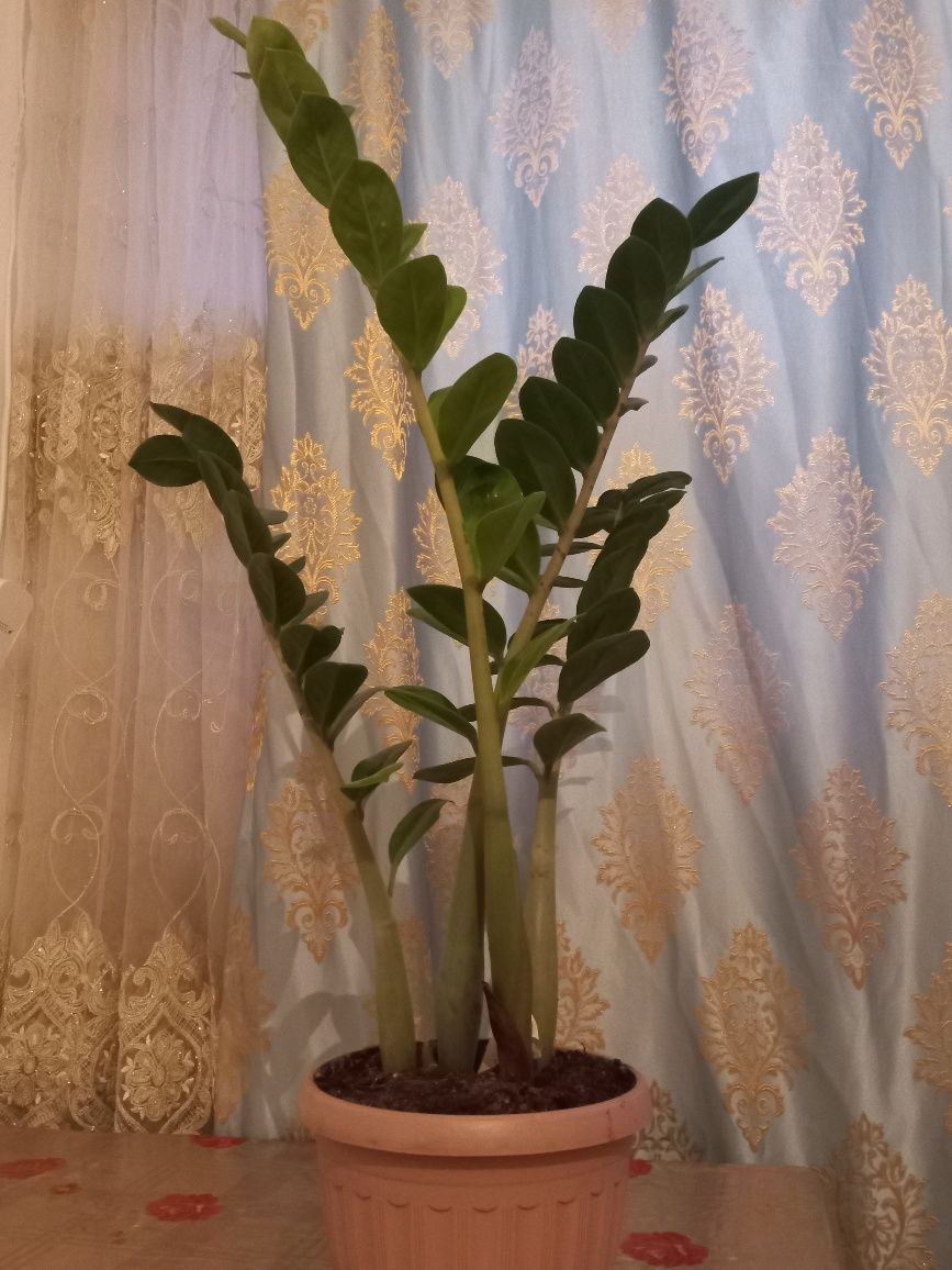 Продаю домашние цветы