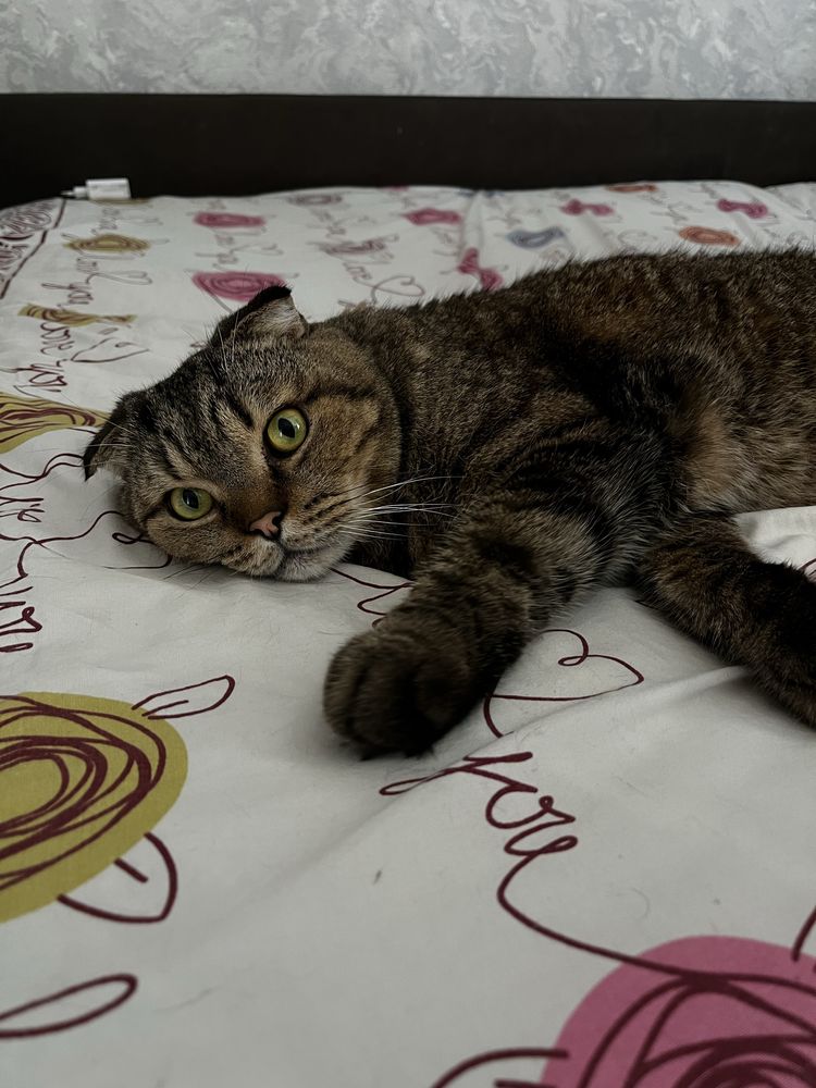 Отдаем кота в добрые руки