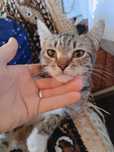 Отдам котенка полукровку