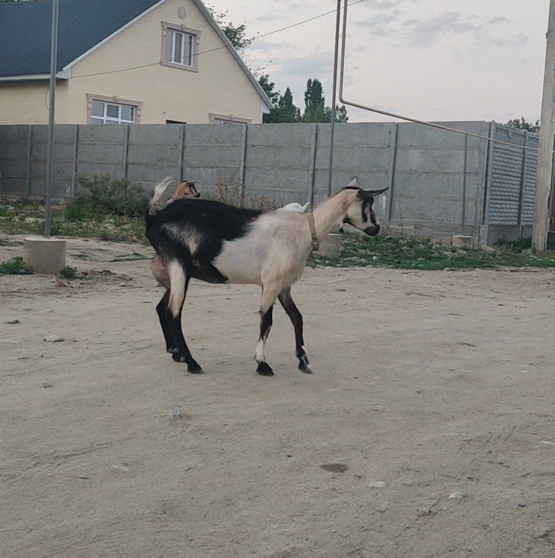 Ешкі сүті козье молоко