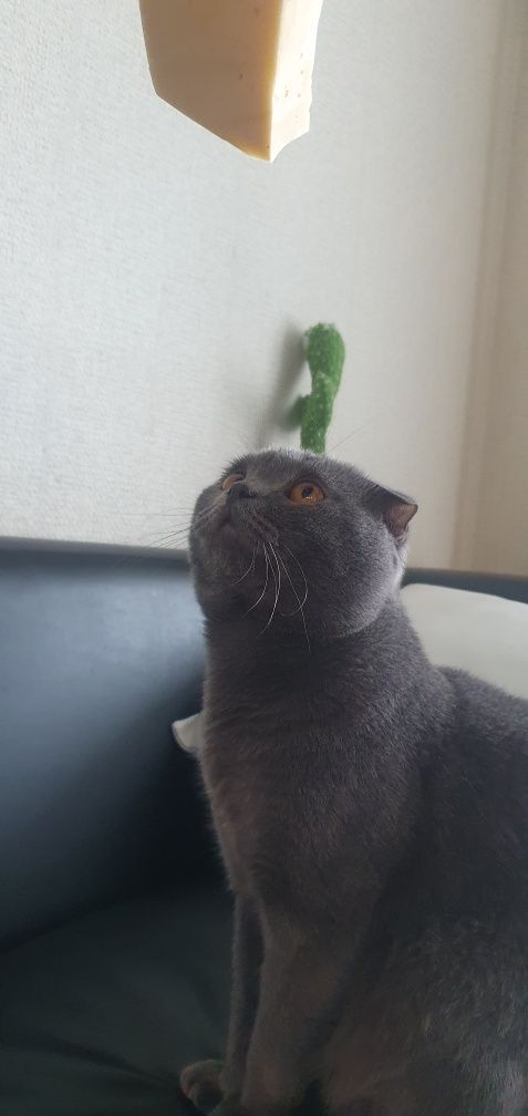 Вислоухий котик на вязку,котик ищет невесту