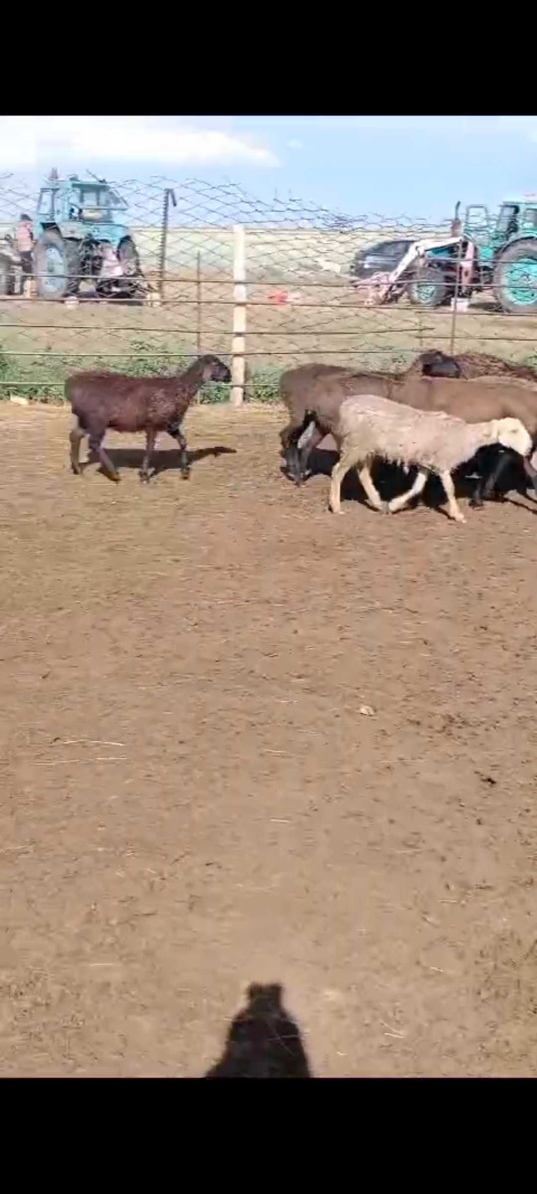 Продам баранов срочно
