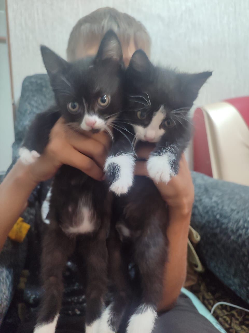 Отдам котят в хорошие руки