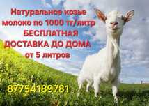 Козье молоко ДОСТАВКОЙ , молоко коз - козы , Ешкі сүті.