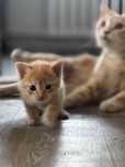 Отдам котенка , из 4 ых котят остался один