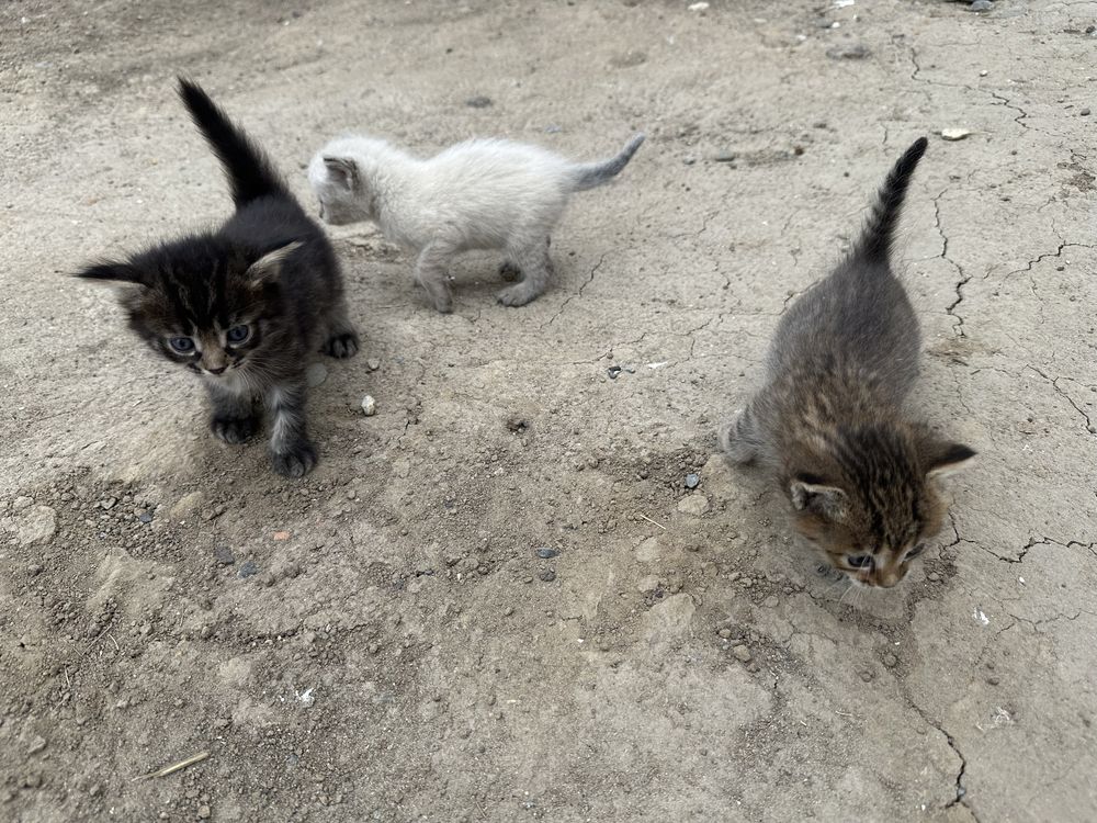 Продам котенка мальчика и девочку