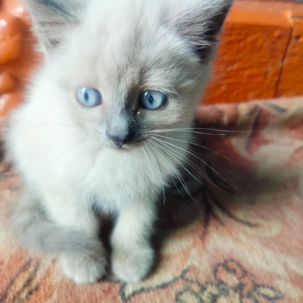 Отдам котят шустрых