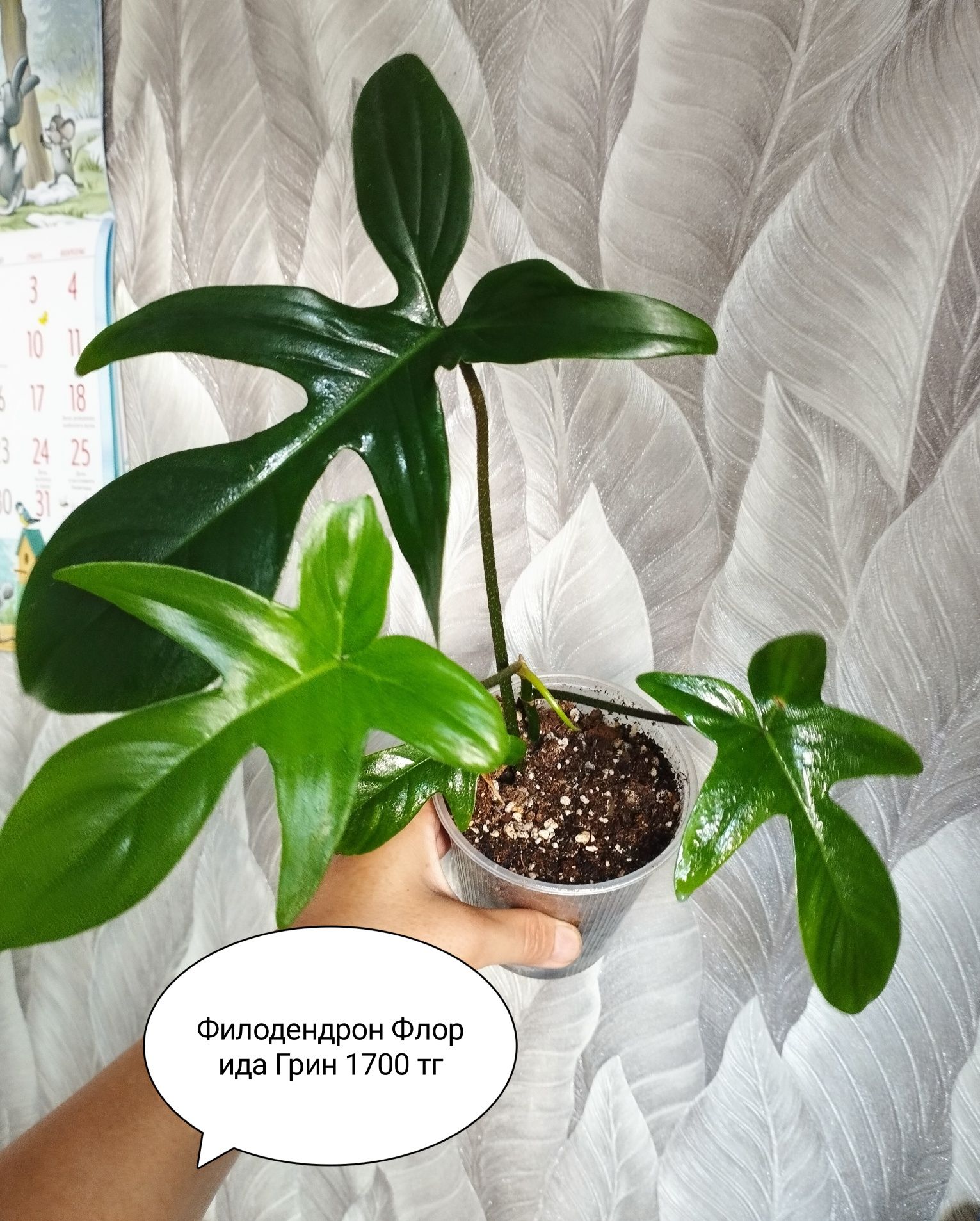 Фикус,  Монстера Тайское созвездие, Цветы