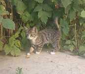 Котенок кошечка киса