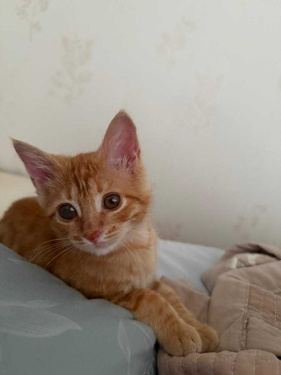 отдам котенка (девочка) в очень хорошие руки