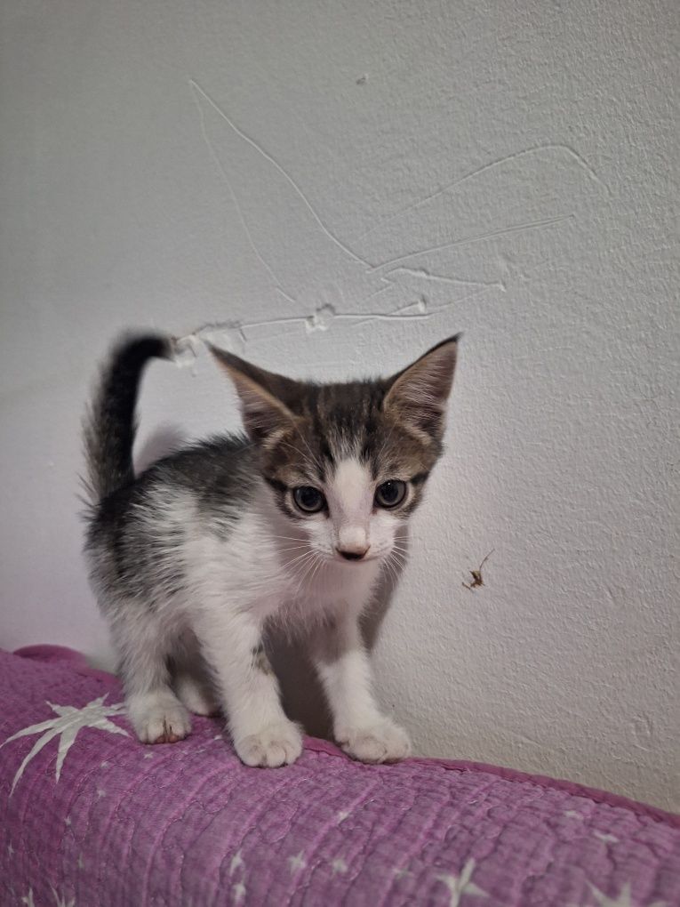 Котята бесплатно в добрые руки!