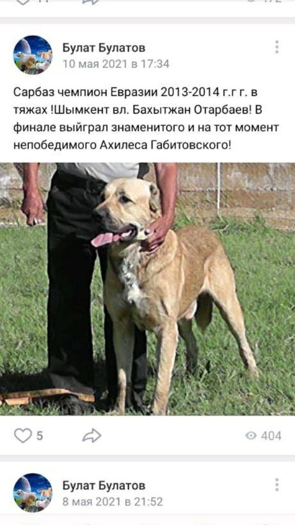 Щенки чистой породы Алабай