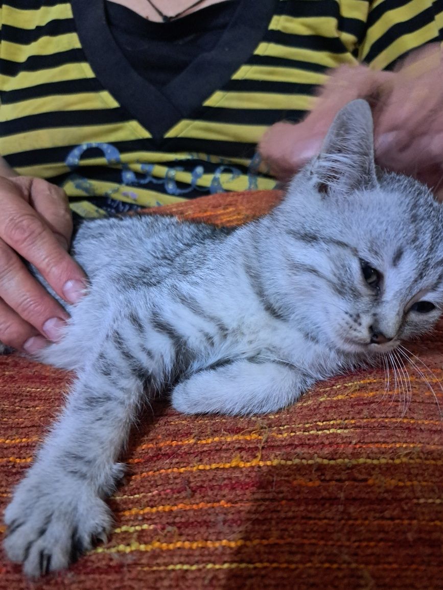 Отдам котят в добрые руки