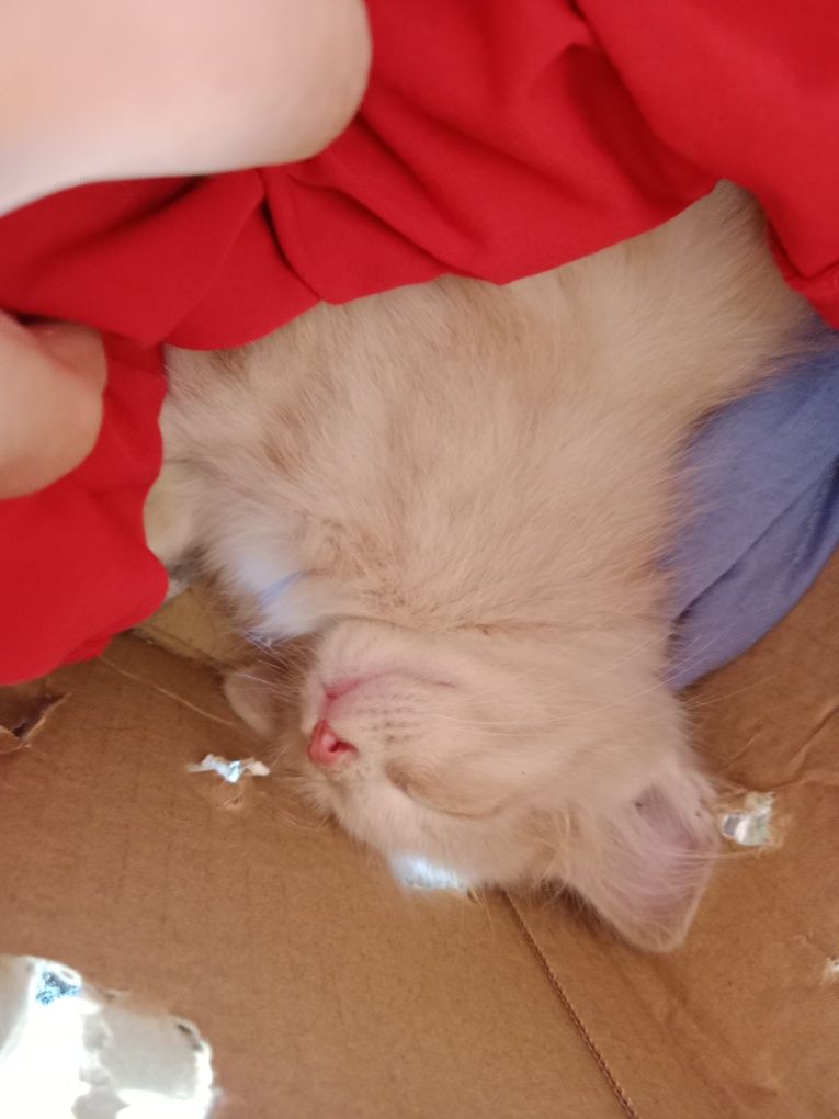 котята в хорошие руки