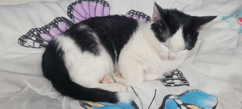 Отдам котёнка в добрые руки