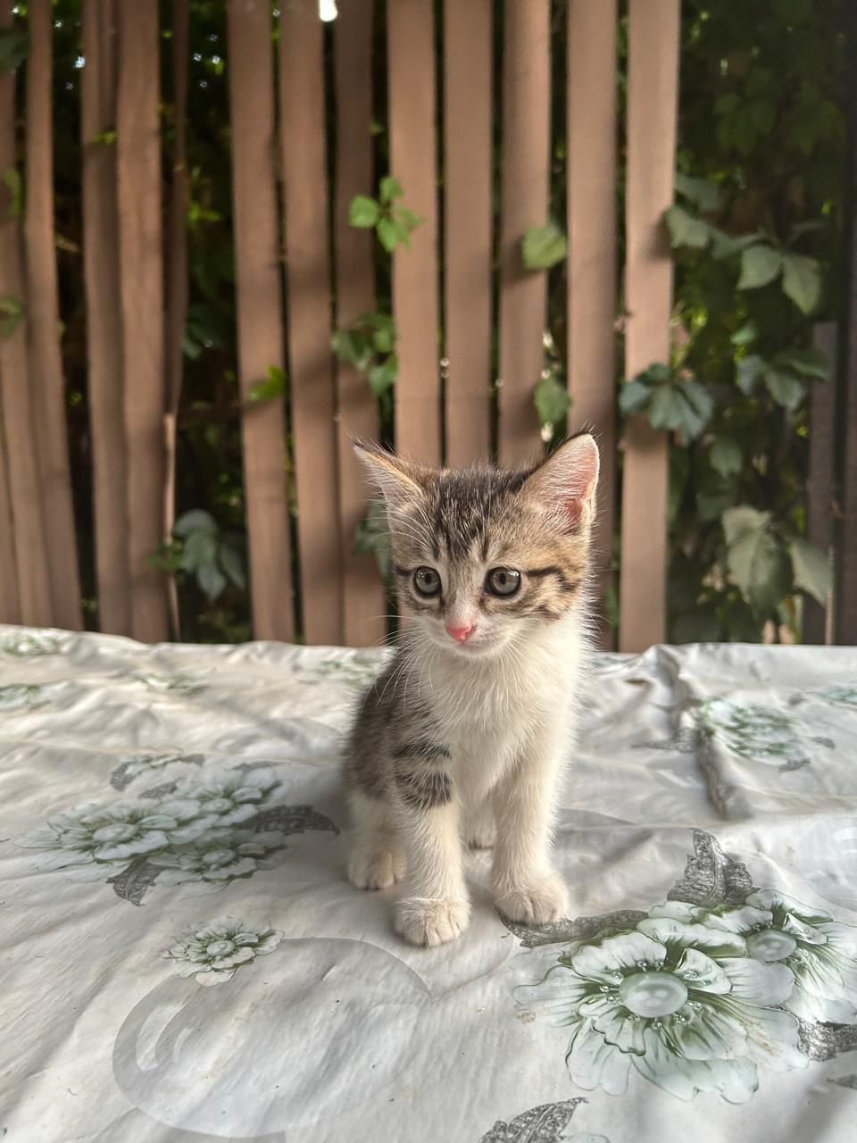 Котёнок ласковый.