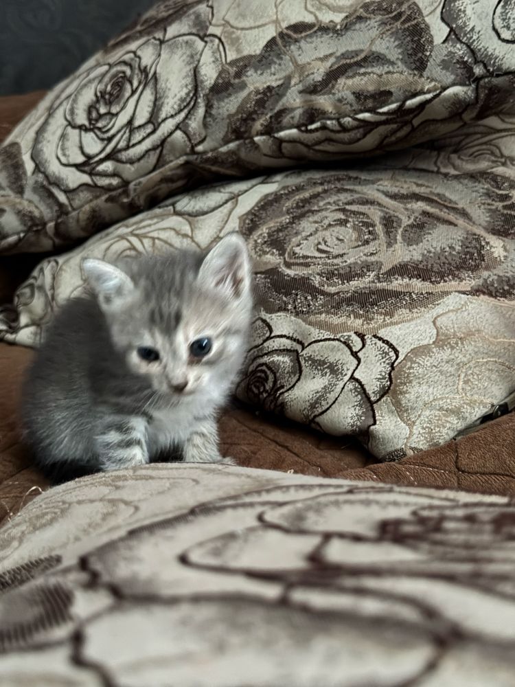 Отдам котят в добрые руки