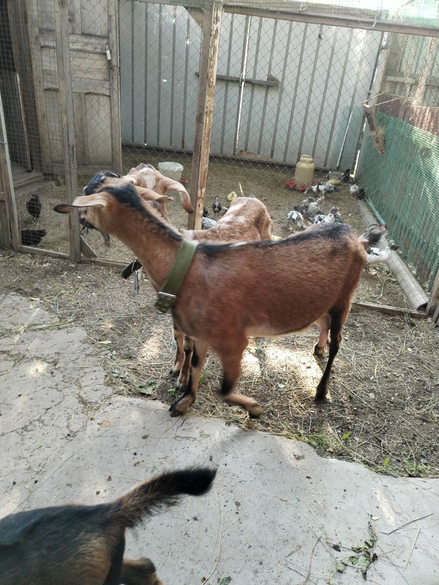 Продам дойную козу