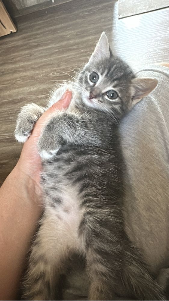 Отдам Котенка девочка