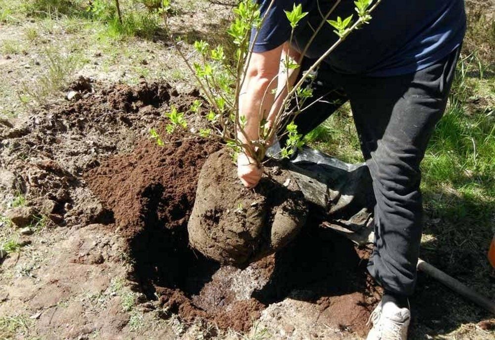 Пересадка подрезать дерево
