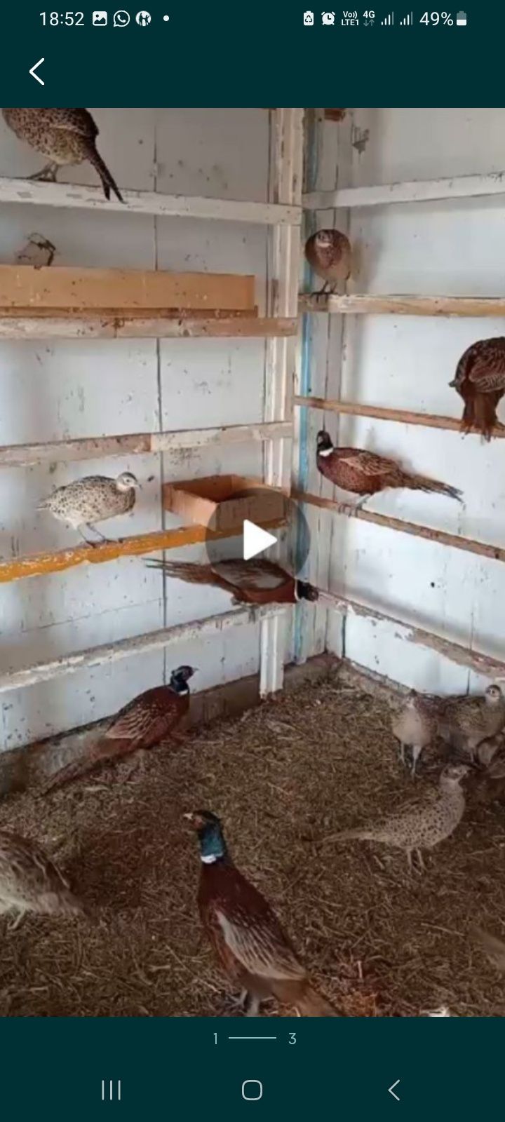 Продам взрослых Фазанов. Рудный.