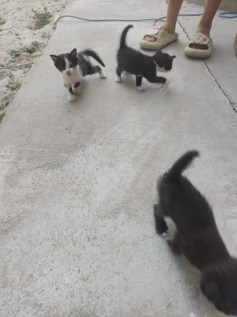Котята бесплатно