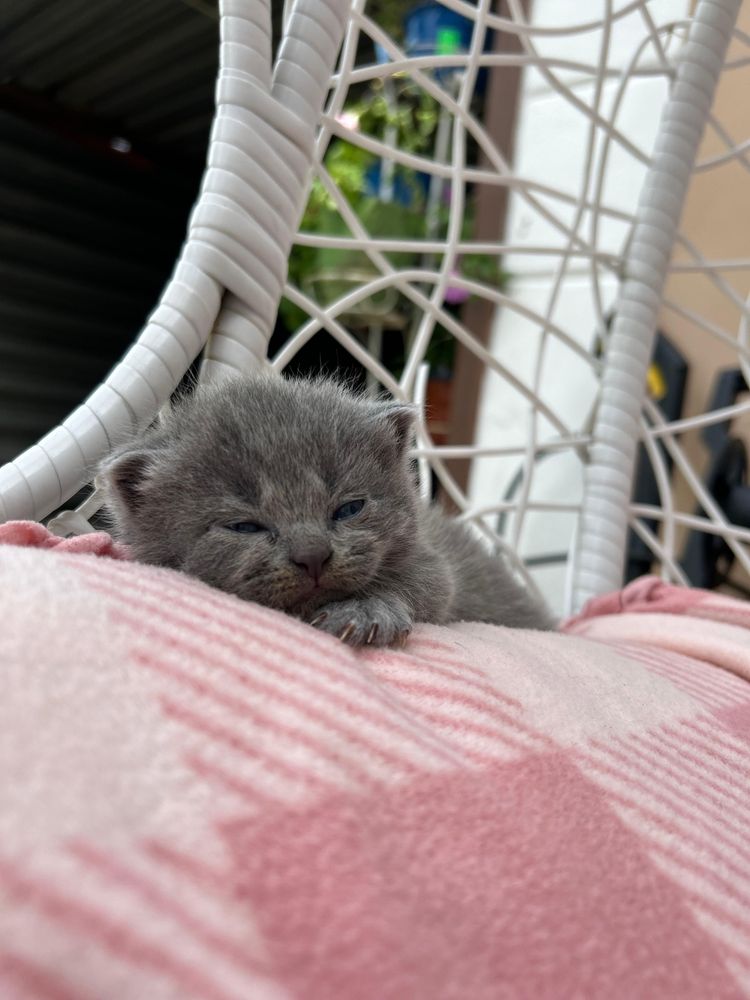 Котята британские