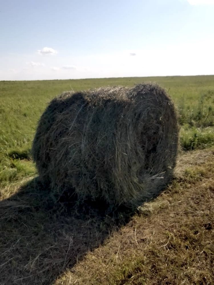 Продам сено «луговое разнотравие»