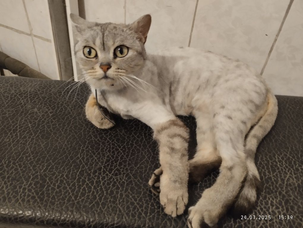 Отдам кошечку в добрые руки