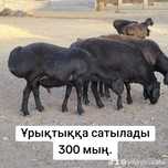 Ұрықтыққа қошқарлар бар.Үлкен 3 қошқар 300 мың,қалған 1 жасарлары 130