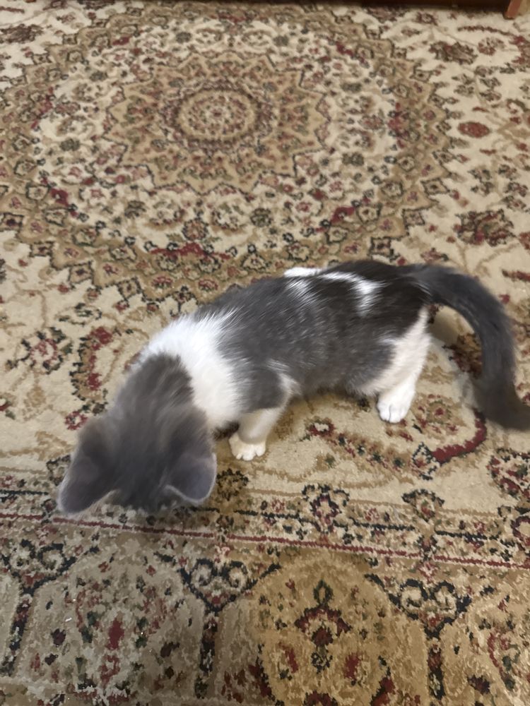 Котенок 3 месяца с лотком и лопаткой