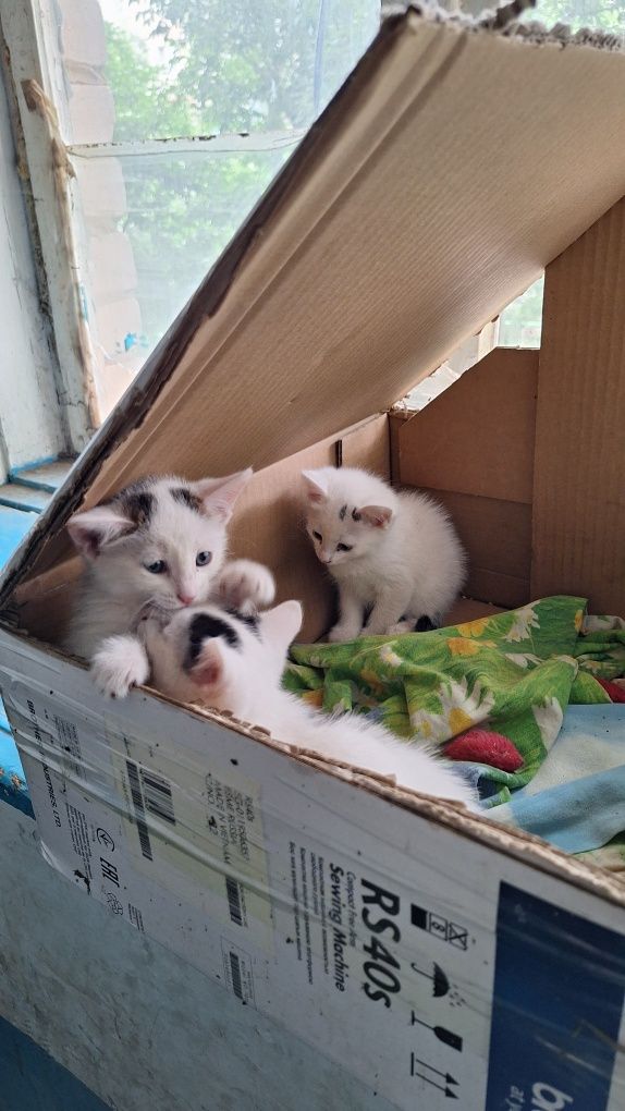 Раздам котят бесплатно
