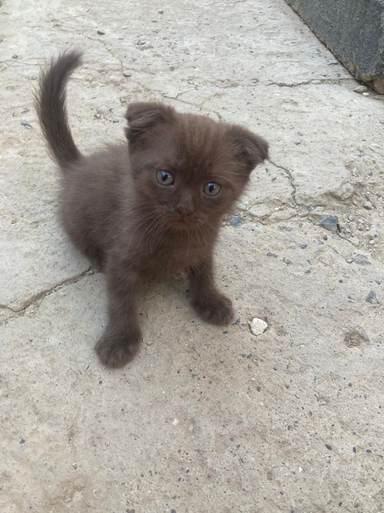 Вислоухие котята шотланские