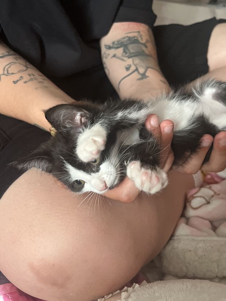 отдам котика бесплано