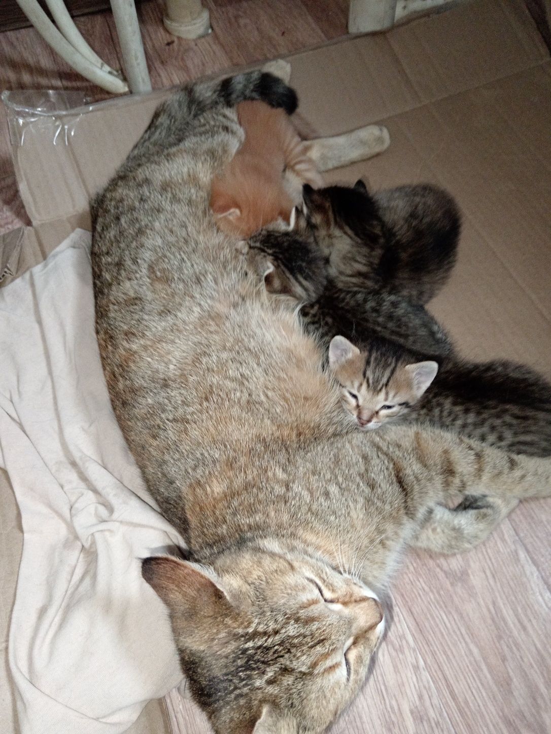 Котята в добрые руки, малыши ищут новый дом