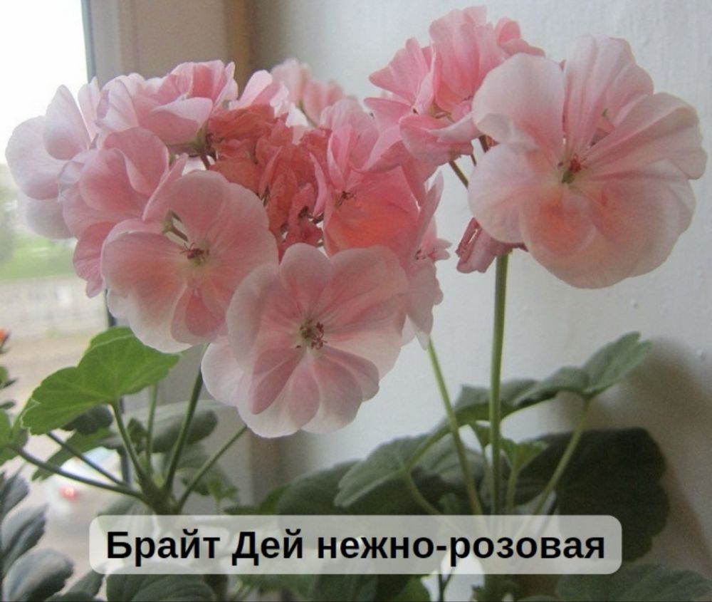 Пеларгония зональная