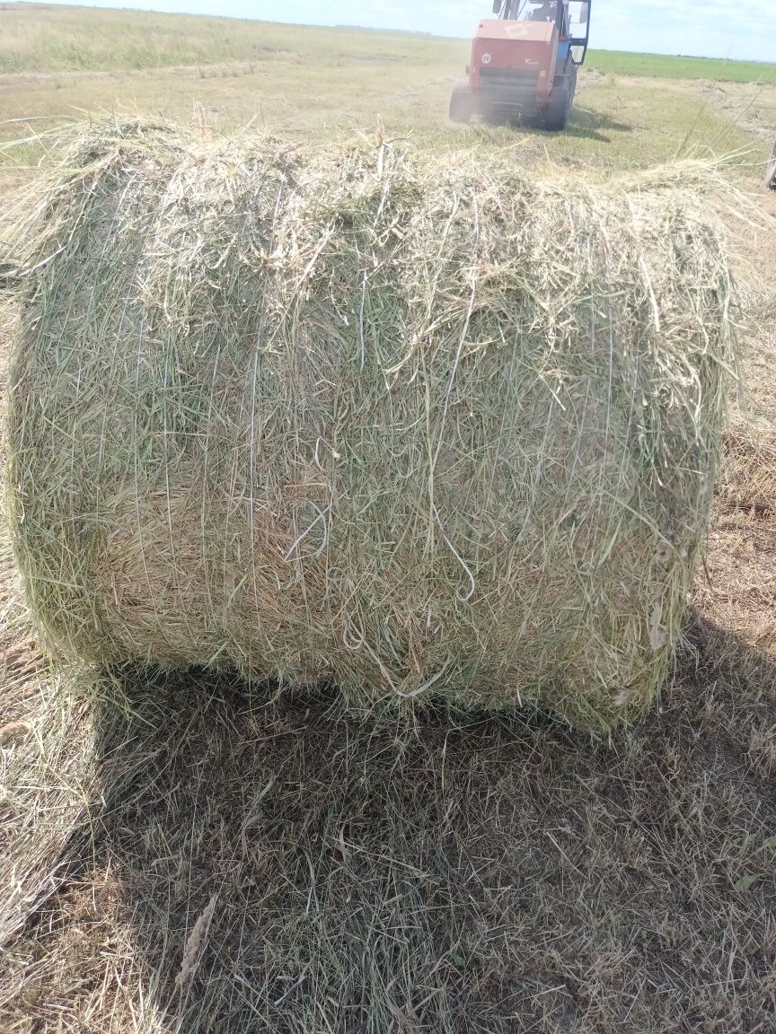 Продам сено в рулонах  луговое разнотравье.