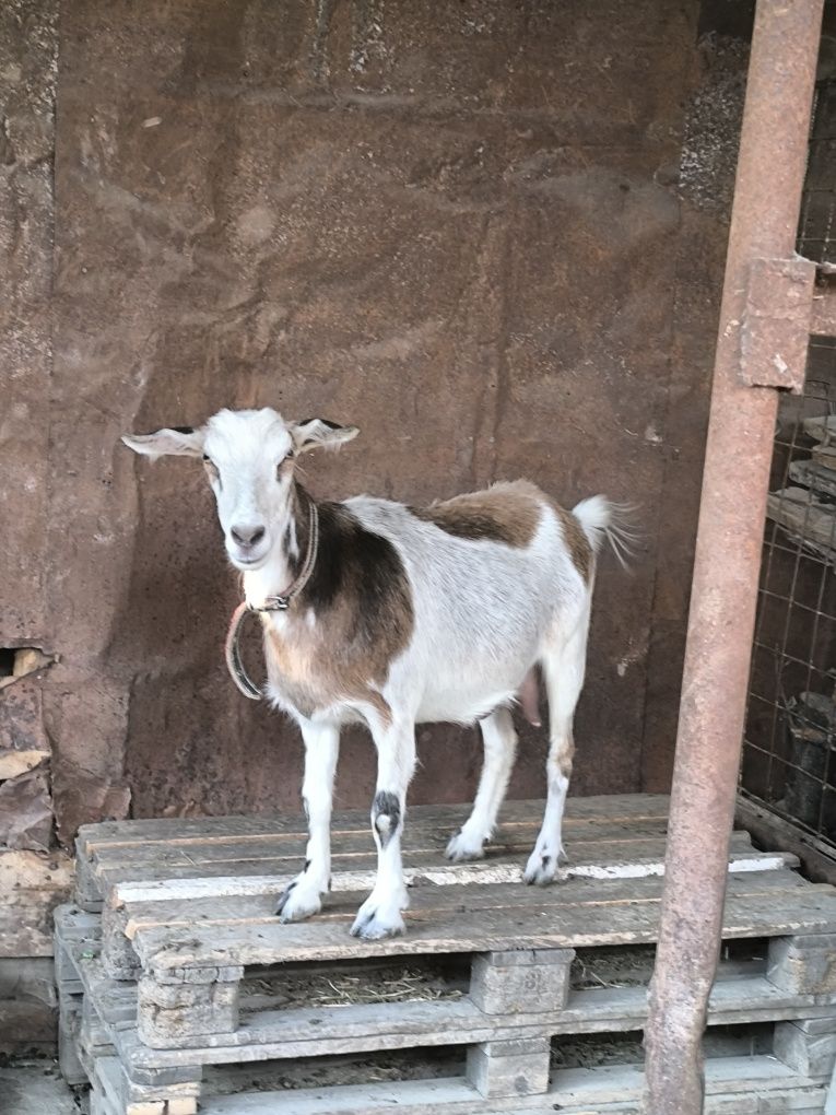 Продам дойную козу