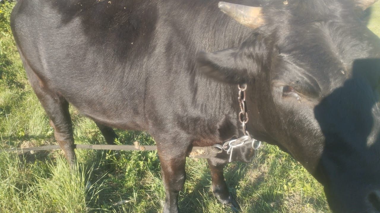 Продам  тëлку  год и 5