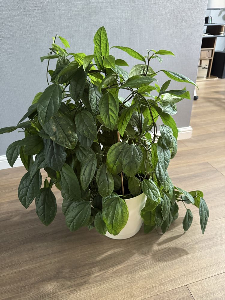 Продам клеродендрум томпсон