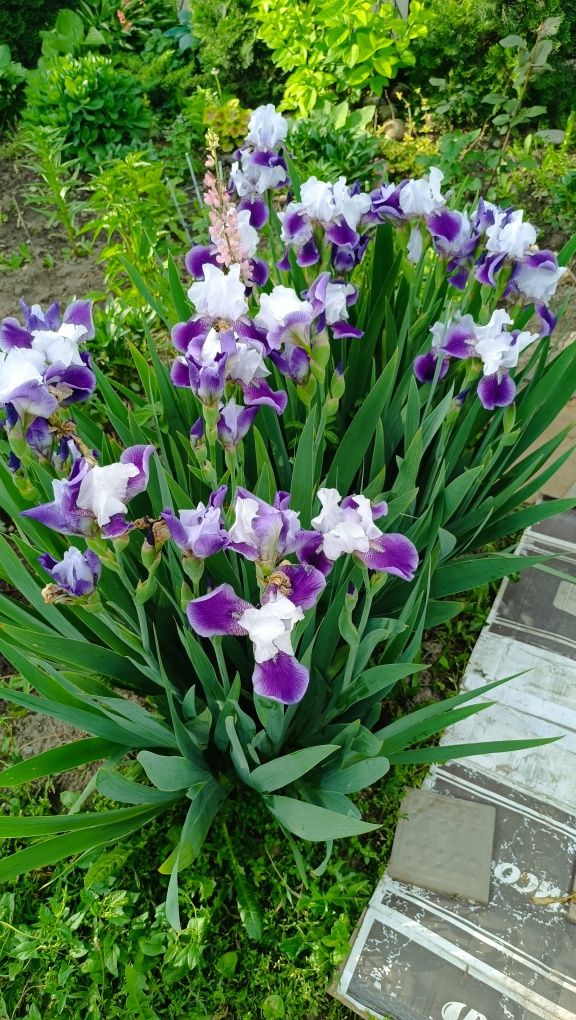 Пион, клематис флоксы луки,ирисы, кустарники