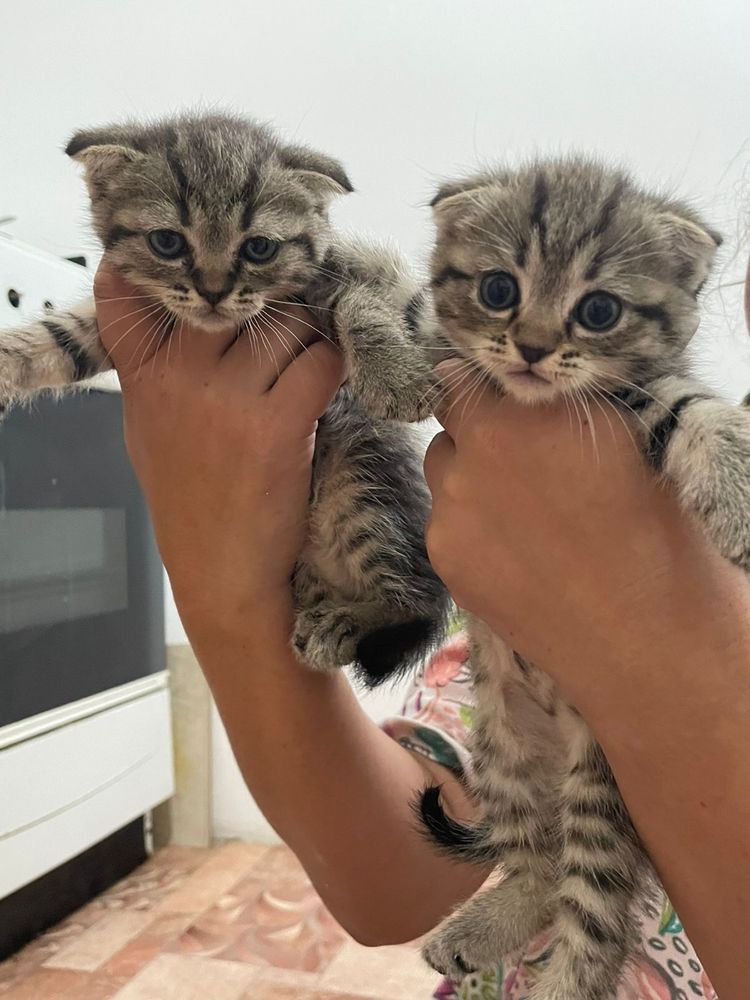 Продаю котенки шотланцкий