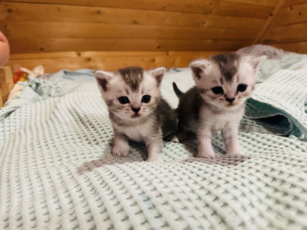 Продам шотландских котят